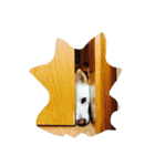 白柴オッキーの日常（個別スタンプ：1）