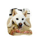 白柴オッキーの日常（個別スタンプ：3）