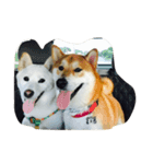 白柴オッキーの日常（個別スタンプ：7）