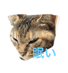 いえ猫（個別スタンプ：1）