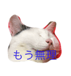 いえ猫（個別スタンプ：2）