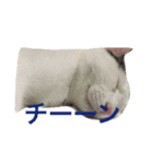 いえ猫（個別スタンプ：3）
