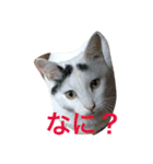 いえ猫（個別スタンプ：4）