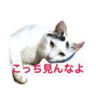 いえ猫（個別スタンプ：5）
