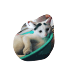 いえ猫（個別スタンプ：7）