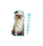 ftp3B-チワワのピース（個別スタンプ：2）