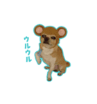 ftp3B-チワワのピース（個別スタンプ：3）