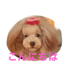 クマちゃんの仔犬たち 2（個別スタンプ：2）