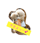 クマちゃんの仔犬たち 2（個別スタンプ：3）