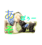 クマちゃんの仔犬たち 2（個別スタンプ：6）