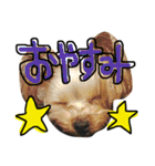 愛犬リズムの気持ち。vol.2（個別スタンプ：1）