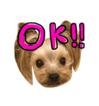 愛犬リズムの気持ち。vol.2（個別スタンプ：5）