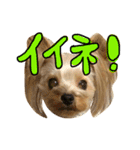 愛犬リズムの気持ち。vol.2（個別スタンプ：6）