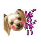 愛犬リズムの気持ち。vol.2（個別スタンプ：7）