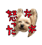愛犬リズムの気持ち。vol.2（個別スタンプ：11）
