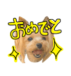 愛犬リズムの気持ち。vol.2（個別スタンプ：13）