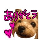愛犬リズムの気持ち。vol.2（個別スタンプ：15）
