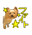 愛犬リズムの気持ち。vol.2（個別スタンプ：16）