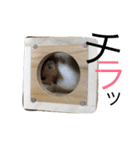 はむはむの日常（個別スタンプ：12）