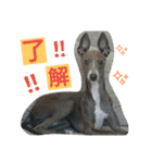 イタグレとシーズー（個別スタンプ：2）