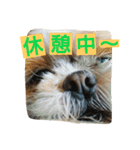 イタグレとシーズー（個別スタンプ：13）