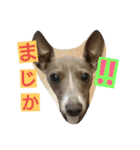 イタグレとシーズー（個別スタンプ：18）