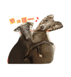 イタグレとシーズー（個別スタンプ：21）