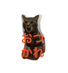 家の主役（個別スタンプ：3）
