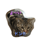 家の主役（個別スタンプ：8）