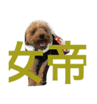 家の主役（個別スタンプ：12）