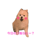 ポメラニアン悠ちゃん（個別スタンプ：4）