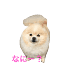 ポメラニアン悠ちゃん（個別スタンプ：7）