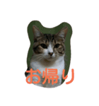 my ＆ pi（個別スタンプ：9）