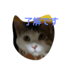 my ＆ pi（個別スタンプ：11）