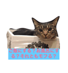 ニアハピゴンアルからのメッセージ（個別スタンプ：1）