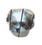 犬1228（個別スタンプ：2）