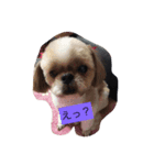 犬1228（個別スタンプ：3）