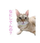 はくとゆき（個別スタンプ：2）