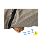 はくとゆき（個別スタンプ：4）
