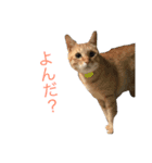 はくとゆき（個別スタンプ：7）