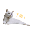 はくとゆき（個別スタンプ：13）