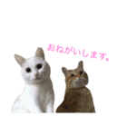はくとゆき（個別スタンプ：15）
