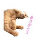 はくとゆき（個別スタンプ：16）