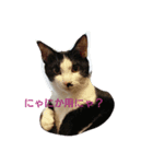 もふにゃんず（個別スタンプ：1）