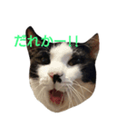 もふにゃんず（個別スタンプ：2）