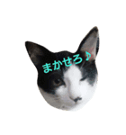 もふにゃんず（個別スタンプ：5）