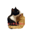 もふにゃんず（個別スタンプ：7）