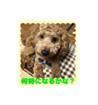 stamp style fusuke of toy-poo（個別スタンプ：1）