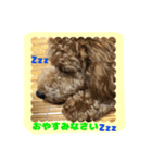 stamp style fusuke of toy-poo（個別スタンプ：2）