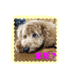 stamp style fusuke of toy-poo（個別スタンプ：3）